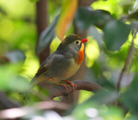 close up of cute red-billed leiothrix on the tree branch