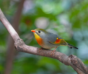 close up of cute red-billed leiothrix on the tree branch