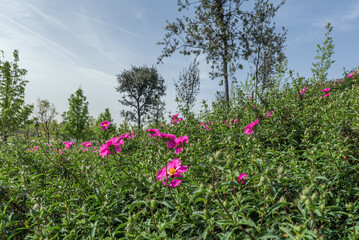 An urban park covered with scented rockrose plants in bloom