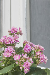 A bouquet of a pink flowering plant in a window