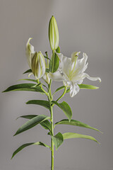 A bouquet of a flowering plant