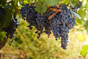 Bunch of ripe Malbec grapes on the plant, at a vineyard located in Mendoza, Argentina.