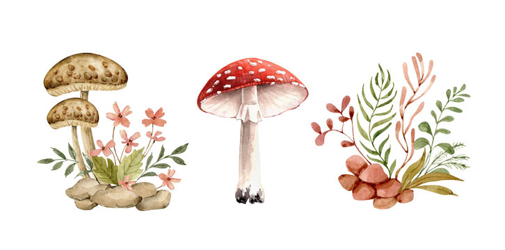 Botanical set with plants and fungi, watercolor illustrations.