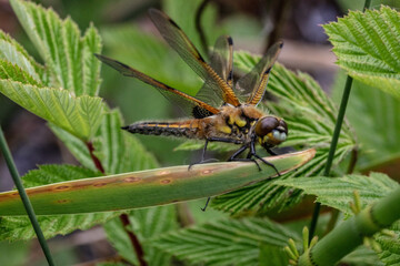Four spotted chaser dragonfly freshly hatched.