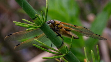Four spotted chaser dragonfly freshly hatched.