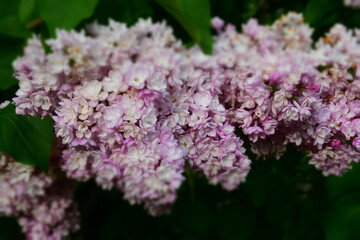 Obraz premium Lilac flowers in spring