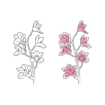 Pink orchid. Tropical flower. Line art. Hand drawn vector illustration.