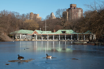 Ducks in a frozen pond in New York City Central Park - obrazy, fototapety, plakaty
