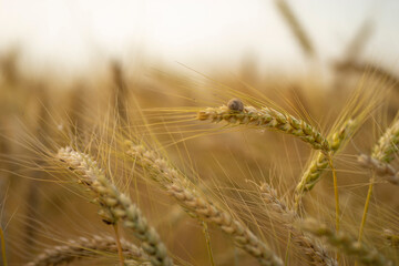 Obraz premium Photo of some beautiful spikes in a cereal field
