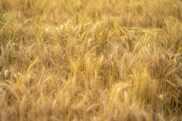 Photo of some beautiful spikes in a cereal field