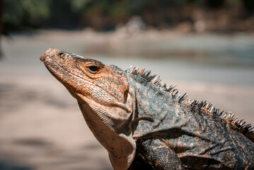 Green iguana on tree in tropical rainforest, Rio Tempisque Guanacaste, Costa Rica wildlife
