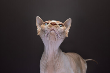 Funny Portrait of a hairless sphynx cat looking up. studio shot on brown background with copy space