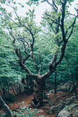 A tall old tree, towering over the rest of the trees