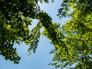 公園で空を見上げると緑が眩しかった