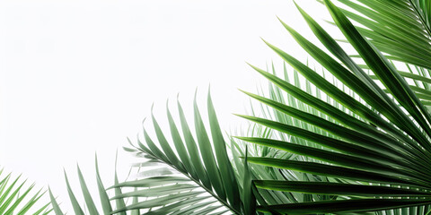 Palm leaves with white background, IA generativa