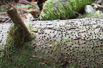 Many holes in bark from wood boring insect or bark beetle in forest. Signs of woodboring beetle...