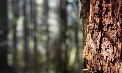 Abstract rotten tree standing in forest. Close up of decomposing decaying tree in rainforest in North Vancouver, BC, Canada. Idyllic summer trail hiking background. Selective focus.