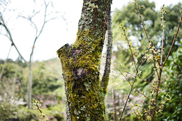 日本庭園にみる一本の苔のある木
