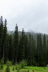Misty and foggy mountain pine forest in the Canadian Rockies