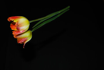 red and yellow tulip on reflective surface with black background