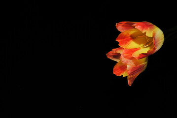 Fototapeta na wymiar red and yellow tulip on reflective surface with black background
