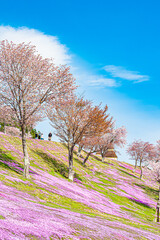 芝ざくら滝上公園の風景