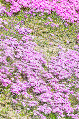 芝ざくら滝上公園の風景