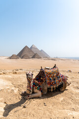 Colorfully saddled camel sitting and relaxing in front of the Pyramids of Giza