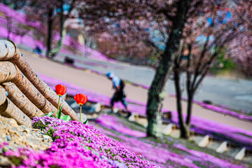 芝ざくら滝上公園の風景