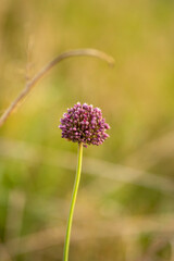 Photo of some nice plants in the field