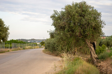 Photo of an olive tree in nature