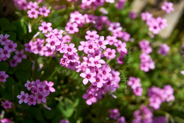 カタバミ・花・ピンク・野草・雑草・野花・アップ