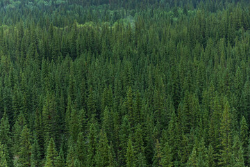 Fototapeta na wymiar Aerial shot of green pine tree forest in Banff Canada