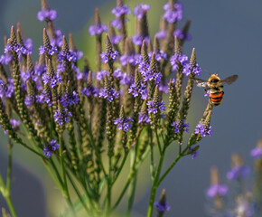 Blue vervain (Verbena hastata) also known as American vervain or swamp verbena, growing by the edge of a lake, being visited by an Orange Belted bumblebee. 