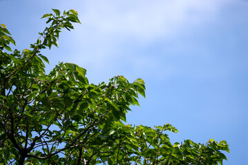 森・樹木・枝・枝先・風景・青空