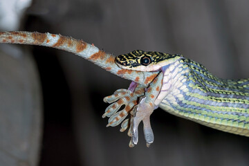 The green snake was swallowing the gecko almost completely