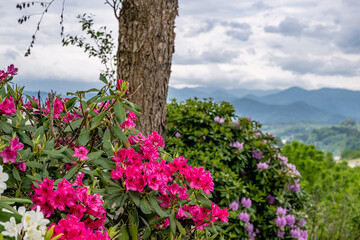 flowery mountain landscape