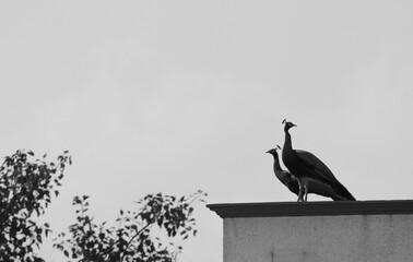 peacock on the roof