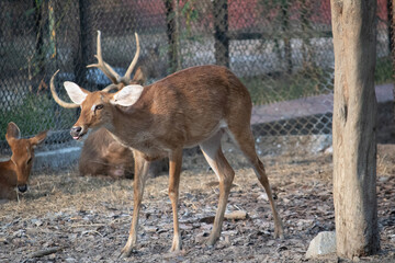 deer at Bannerghatta national park Bangalore running in the zoo. forest Wildlife sanctuaries in...
