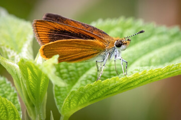 An adorable Least Skipper (Ancyloxypha numitor) perched on a leaf. Raleigh, North Carolina.