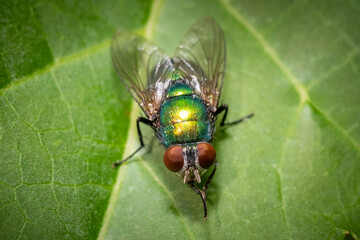 A Greenbottle Fly (Genus lucilia) grooms itslelf. Raleigh, North Carolina.