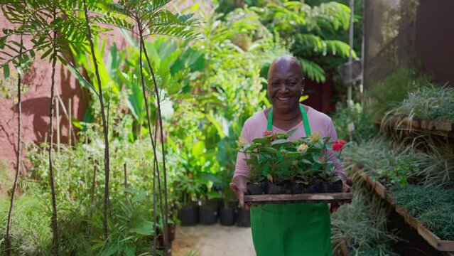 Joyful experienced horticulturist senior female gardner carrying basket of plots of plants in Flower Shop backyard