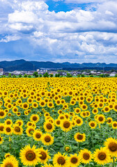 夏真っ盛り、満開のひまわり