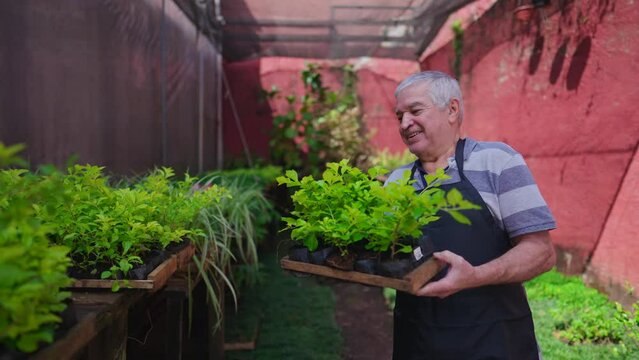 Joyful experienced senior gardner putting basket of plots of plants on shelf standing in rural backyard outside