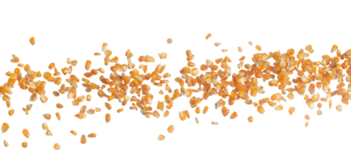 Corn dried seed grain fly in mid air. Yellow Golden corn seed falling scatter, explosion float in shape form line group. White background isolated freeze motion high speed shutter