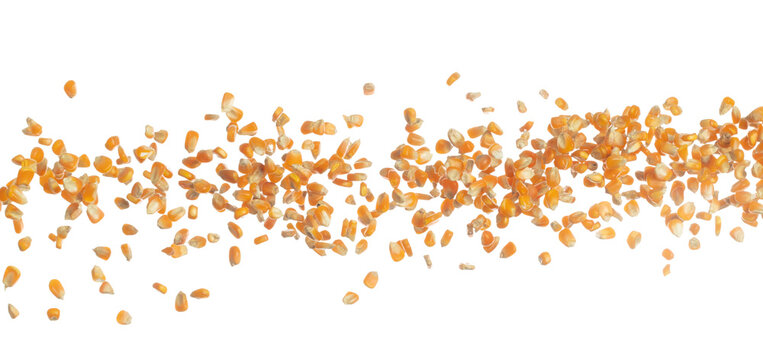 Corn dried seed grain fly in mid air. Yellow Golden corn seed falling scatter, explosion float in shape form line group. White background isolated freeze motion high speed shutter