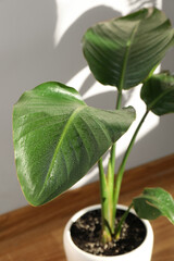 Beautiful plant with wet leaves near white wall indoors, closeup. House decoration