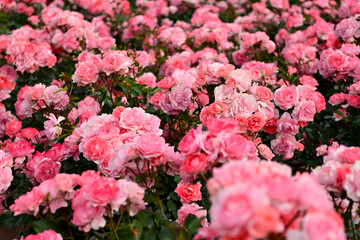 Fototapeta premium 薔薇
