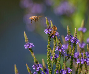 Two honeybees, one in flight and one pollinating on American Vervain, also known as blue vervain or swamp verbena, growing by the edge of a lake in mid Summer.