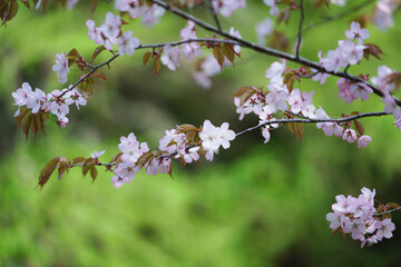 明治公園の桜３